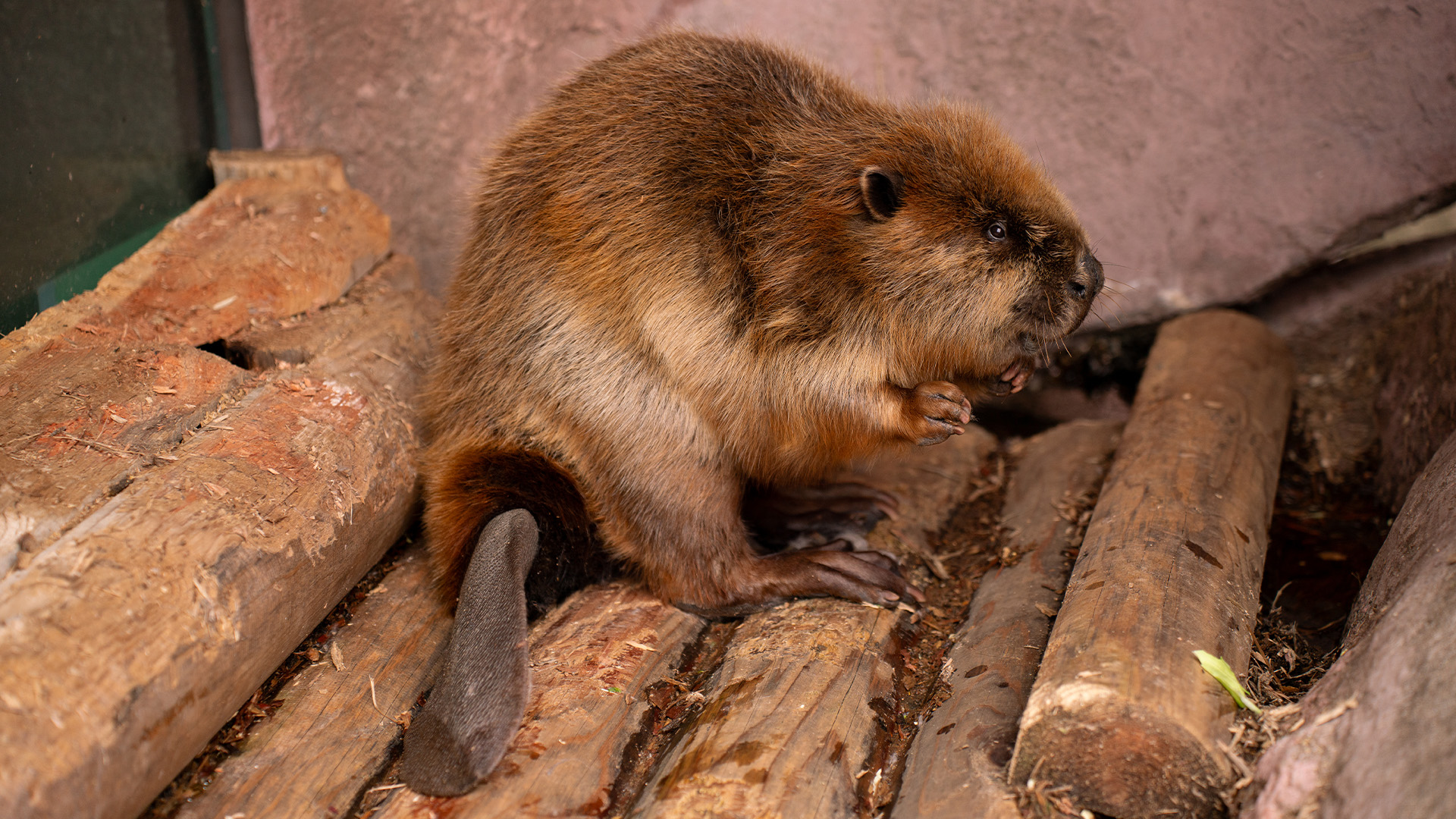 ビーバークリーク1