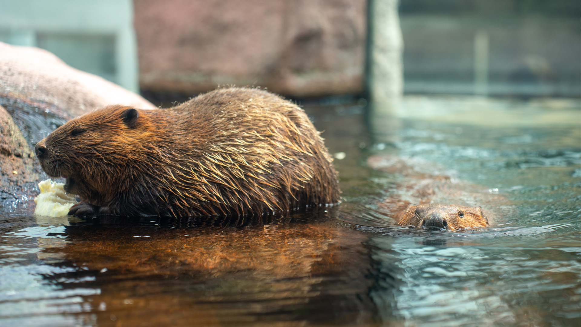 ビーバークリーク2