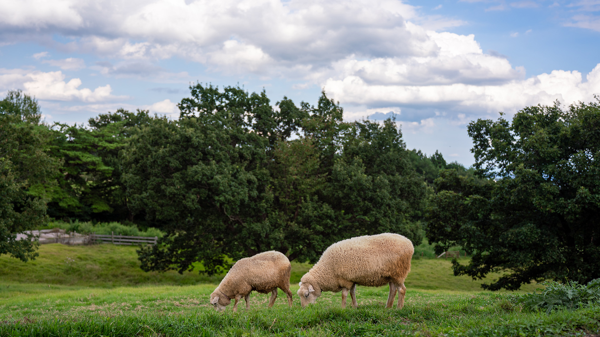 ヒツジ（コリデール種）1