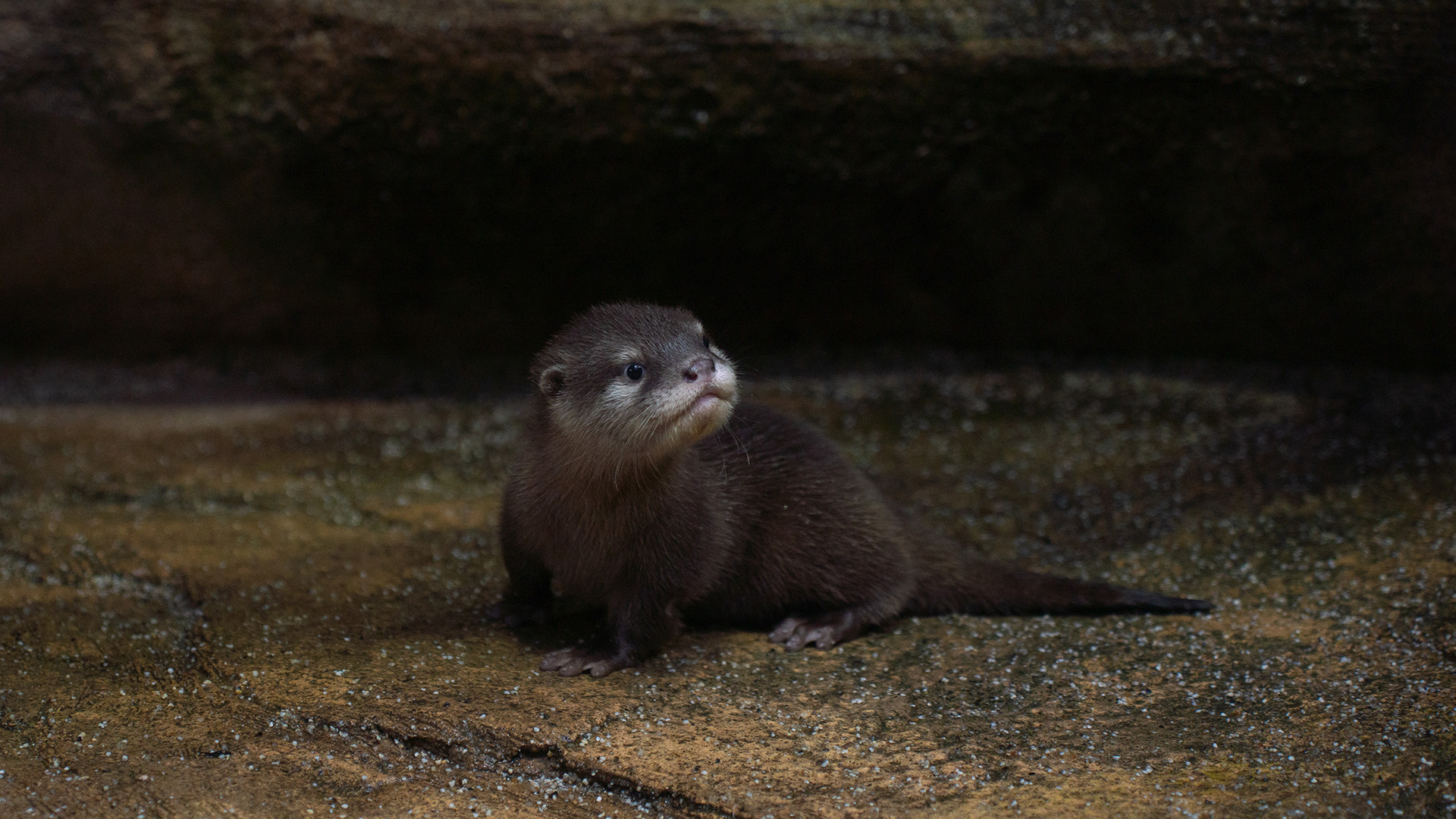 ウェットランド3