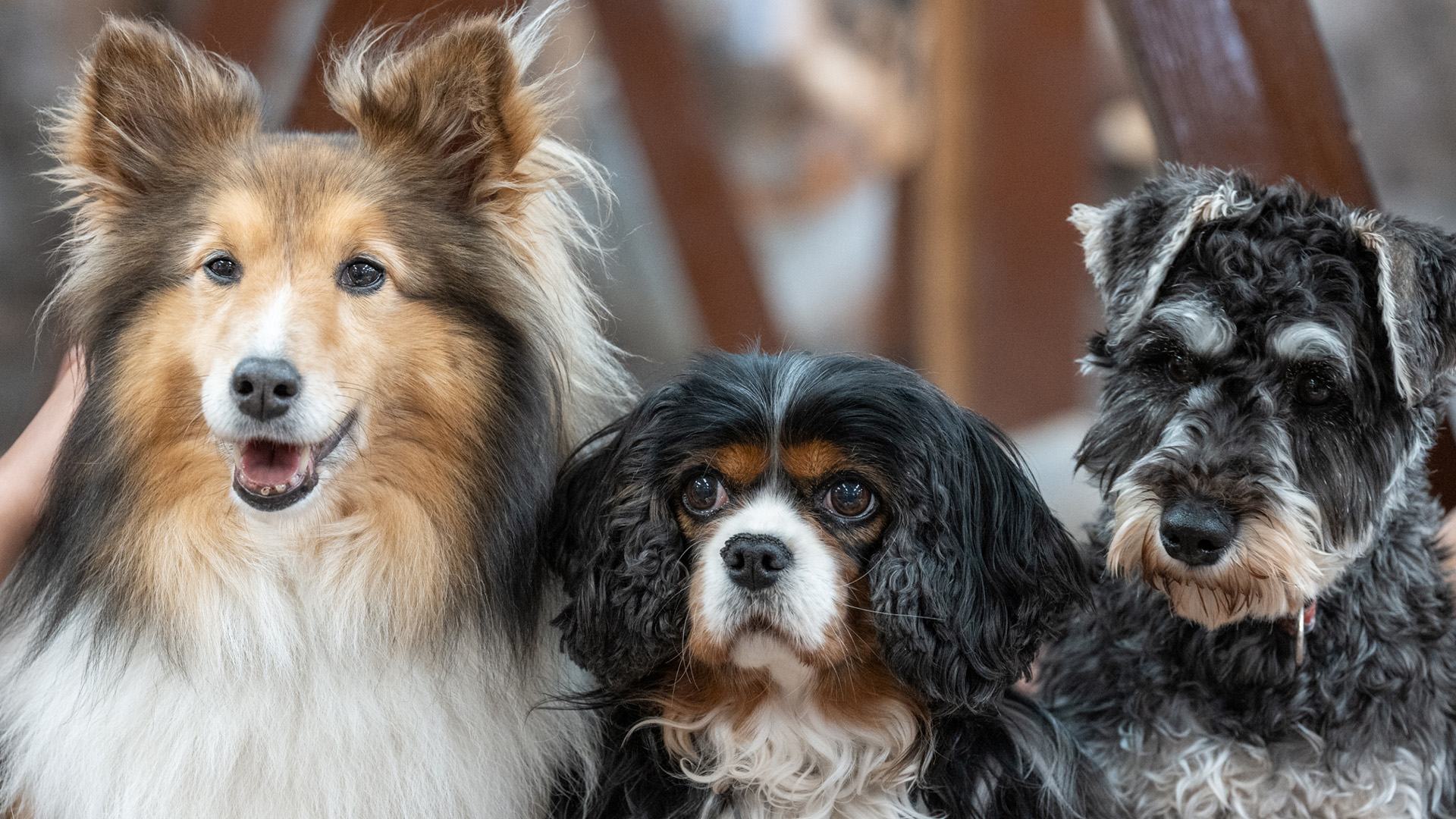 わんにゃんリビング1