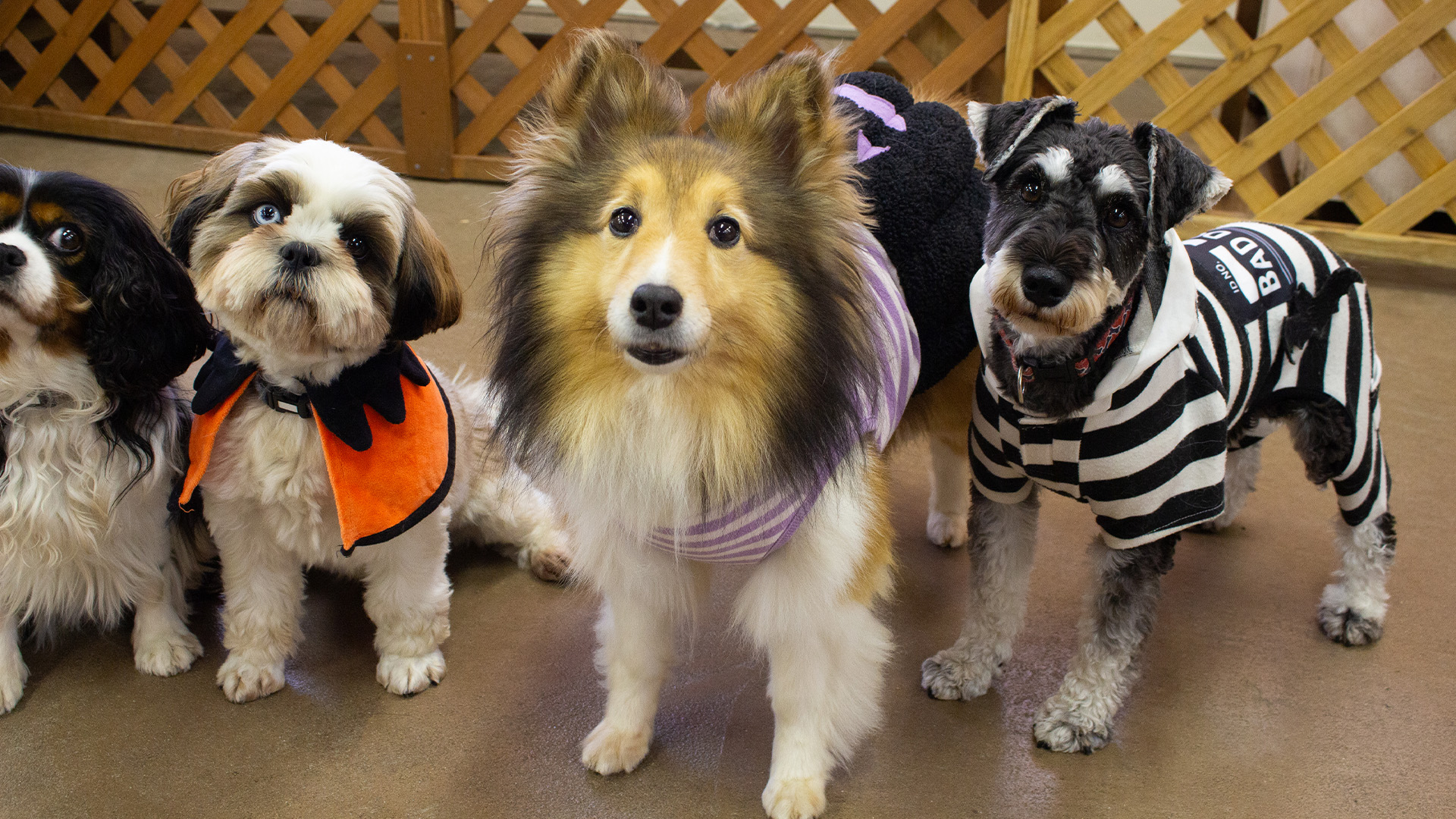 わんにゃんリビング2