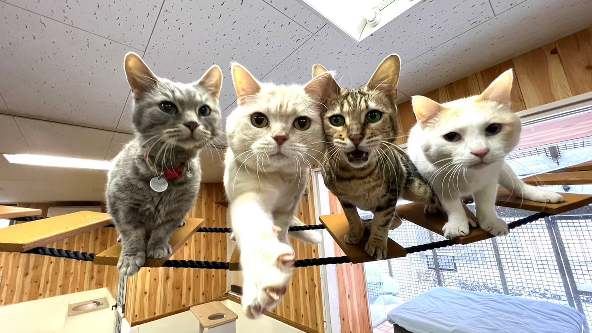 わんにゃんリビング3