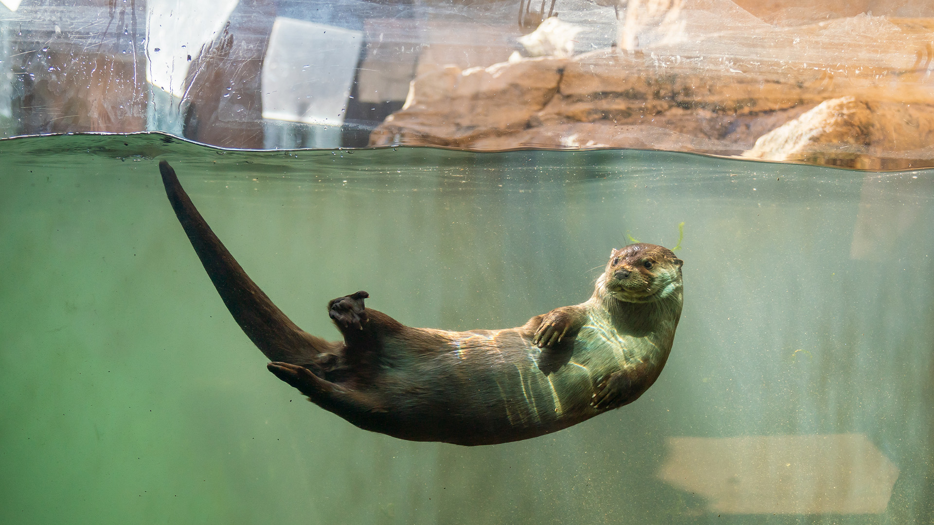 ユーラシアカワウソ1