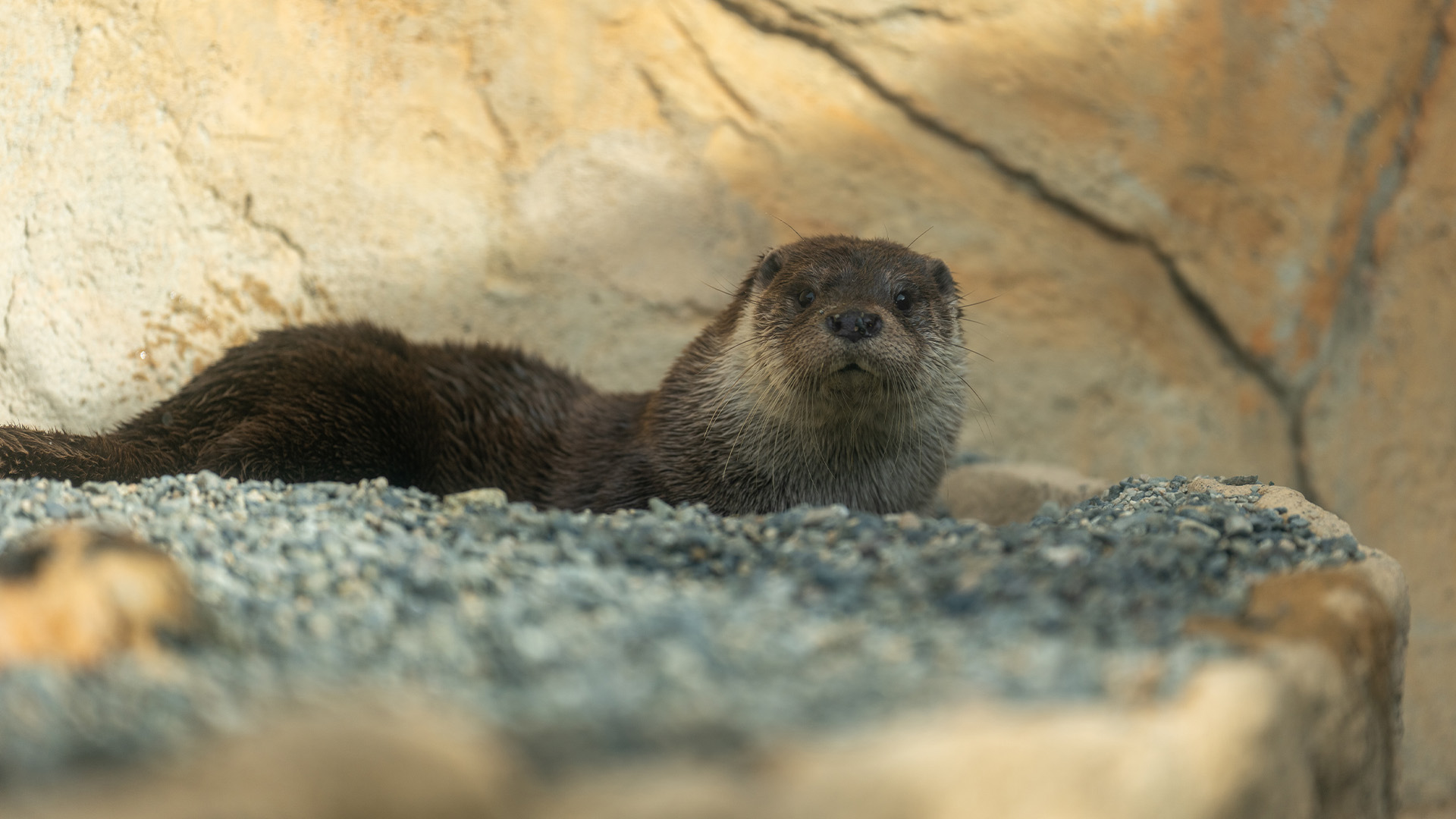 ユーラシアカワウソ2