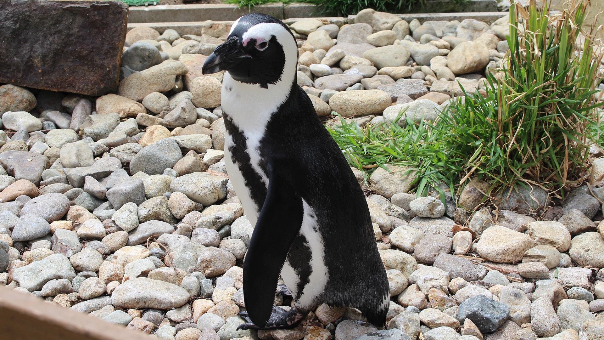 ペンギンビレッジ1