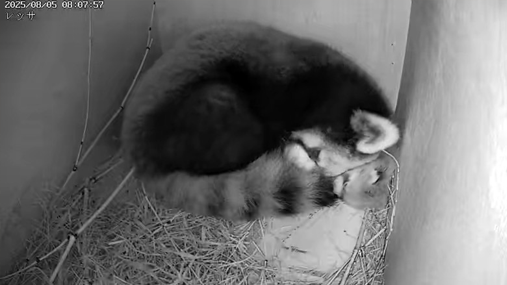 レッサーパンダ