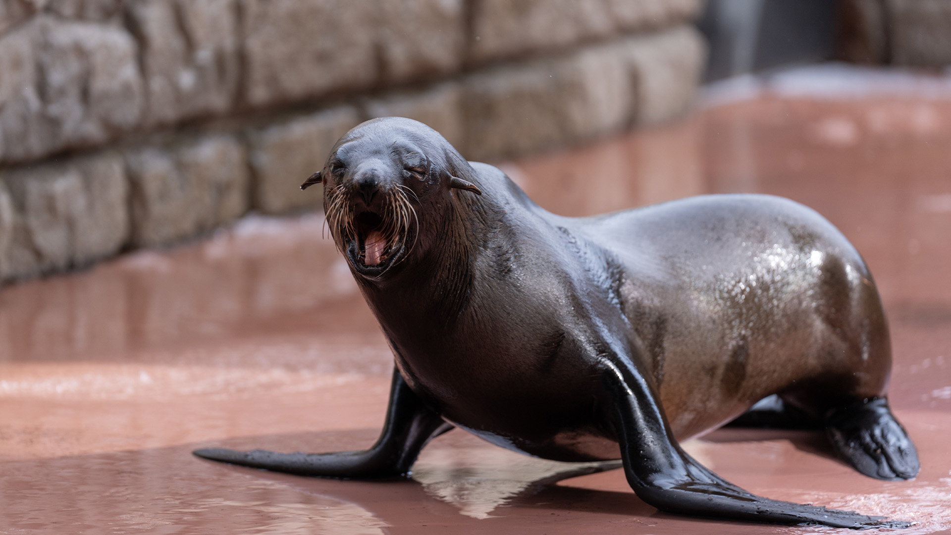 ミナミアメリカオットセイ1