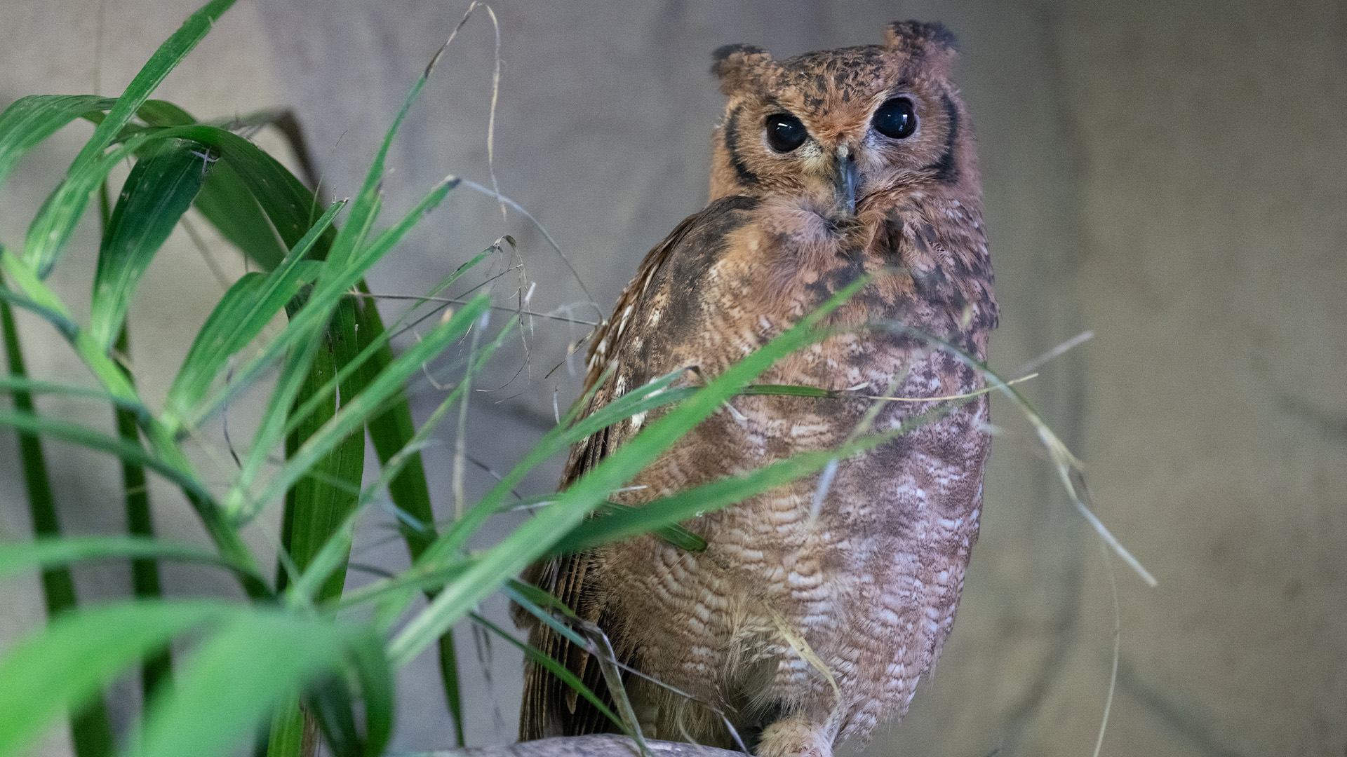 アビシニアンワシミミズク1