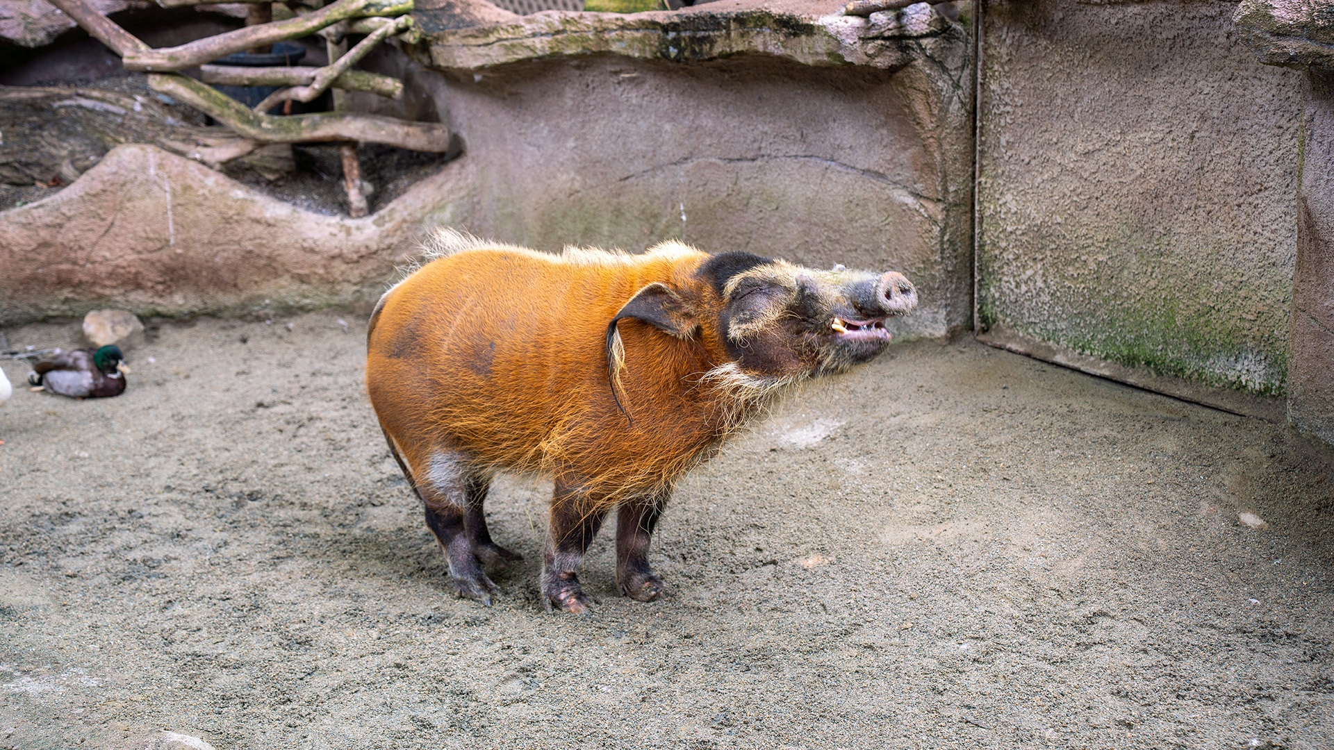 アカカワイノシシ1