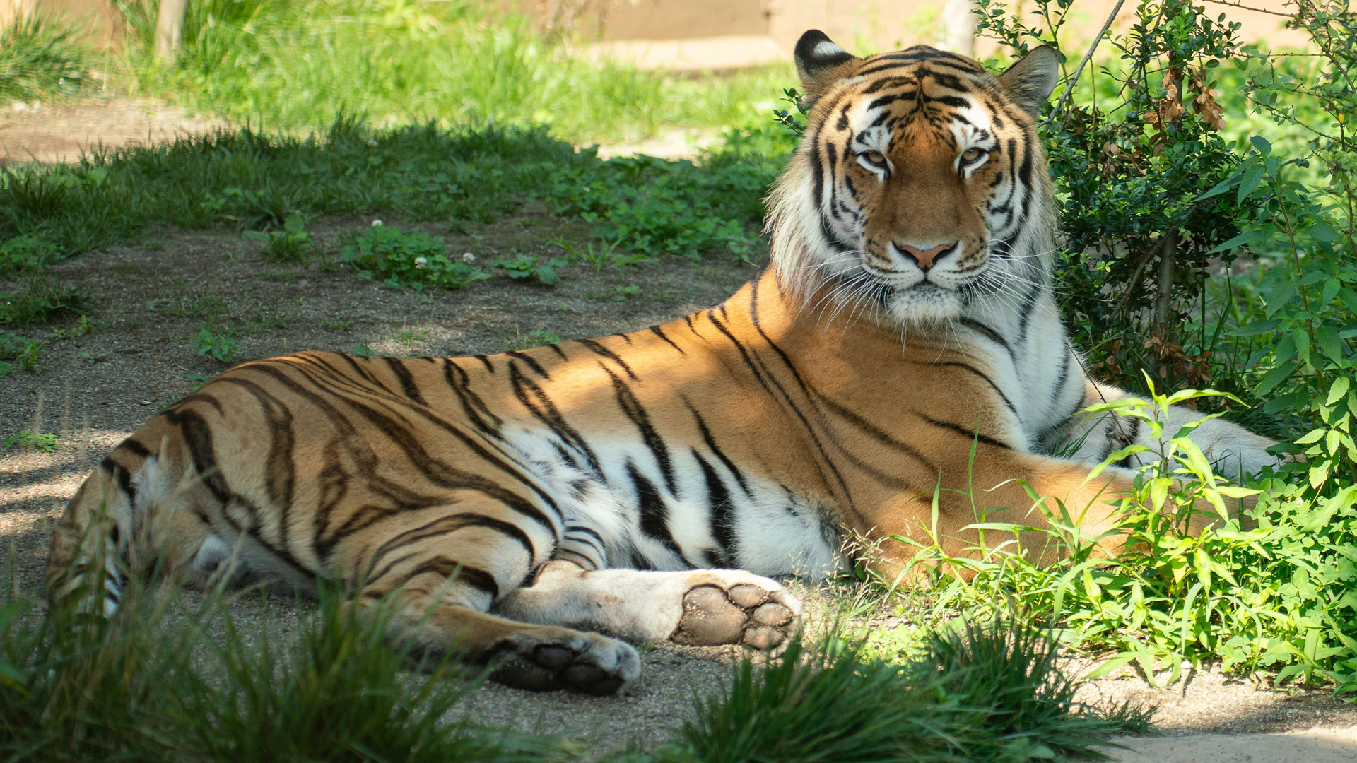 シベリアンテリトリー1