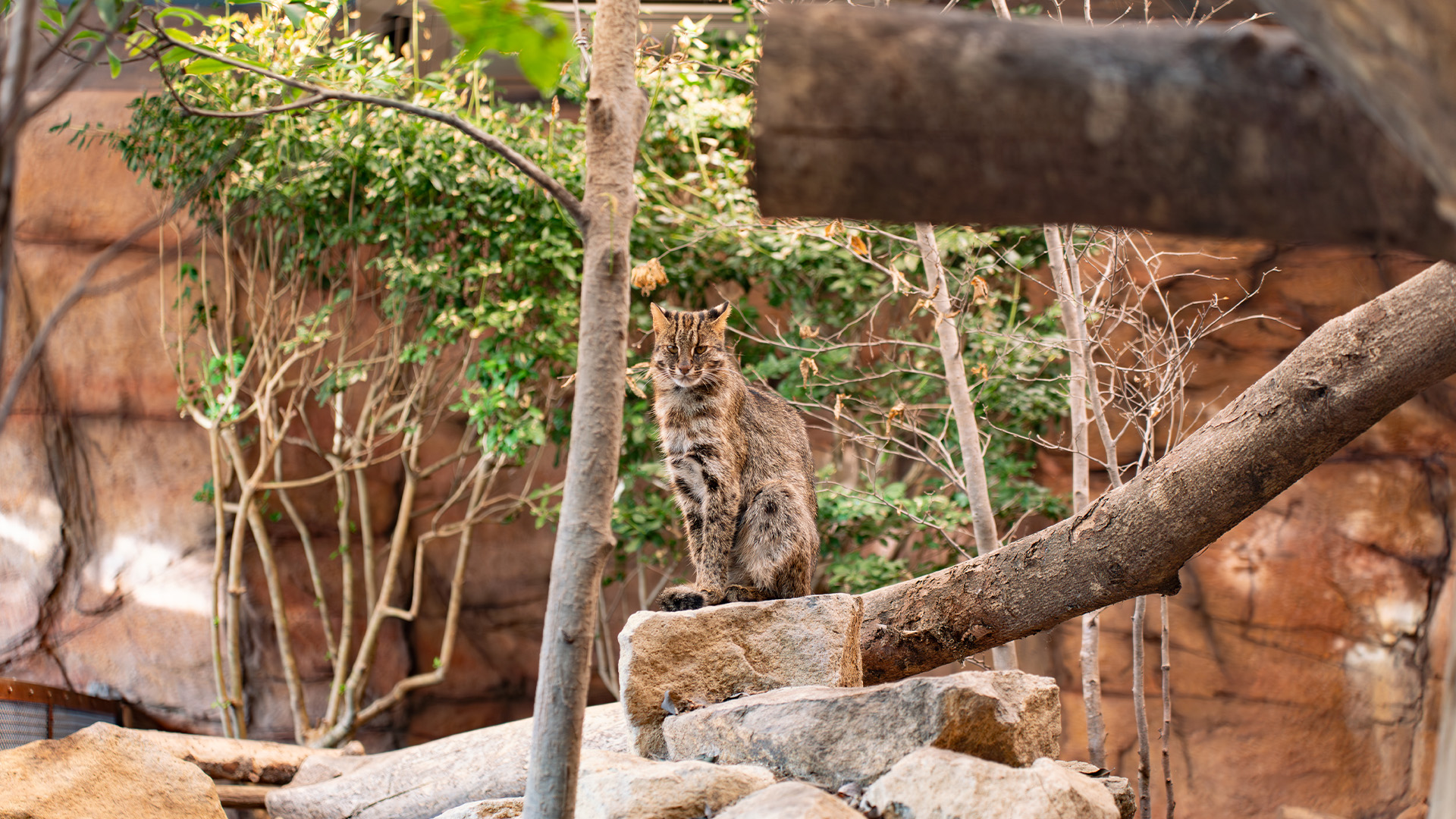 アムールヤマネコ1