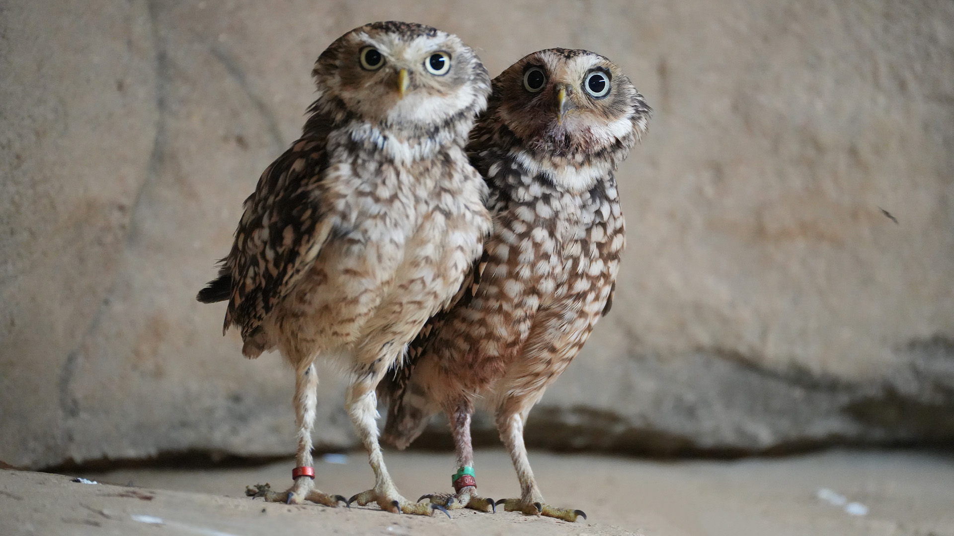 アナホリフクロウ1