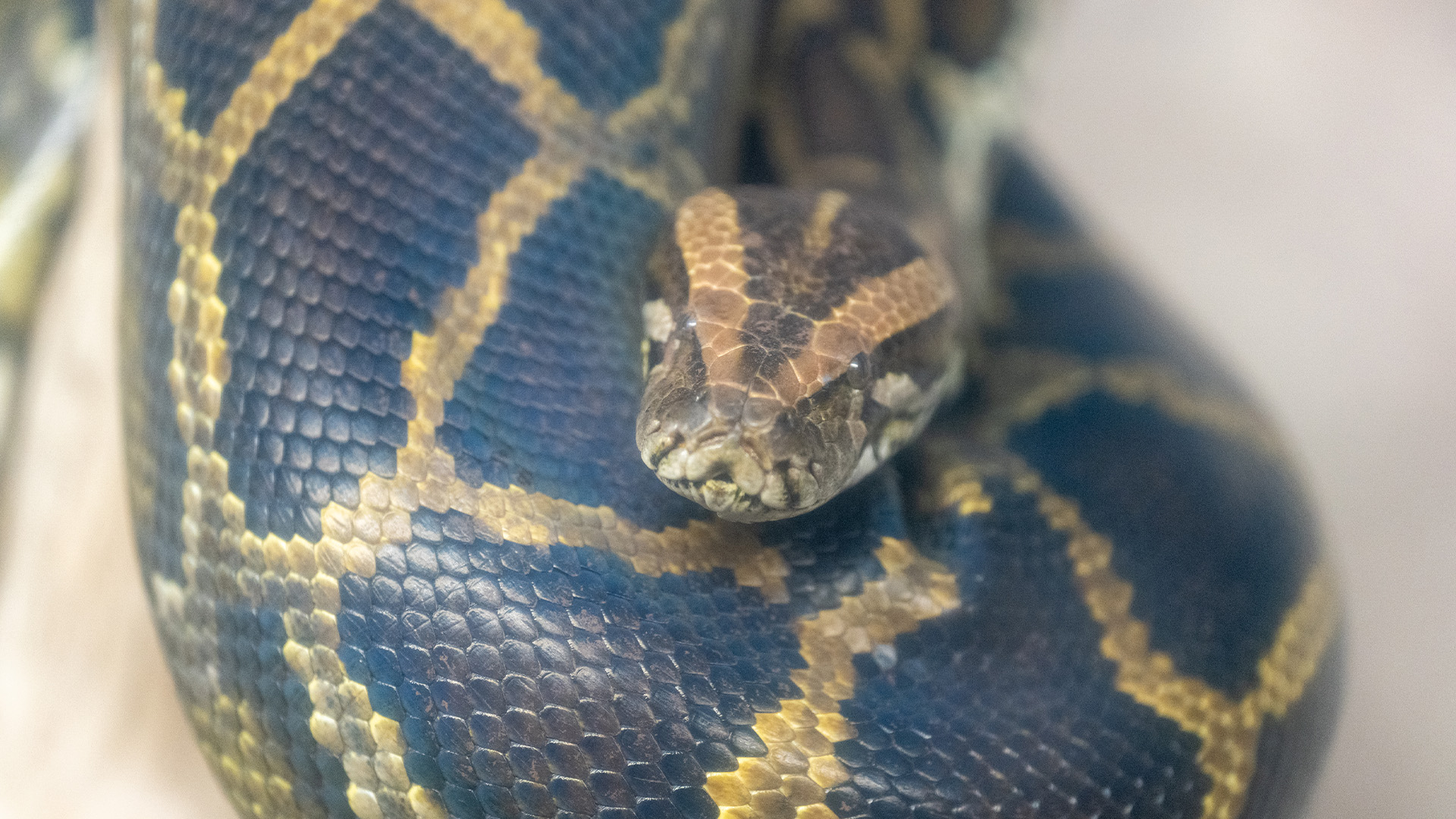 ビルマニシキヘビ1