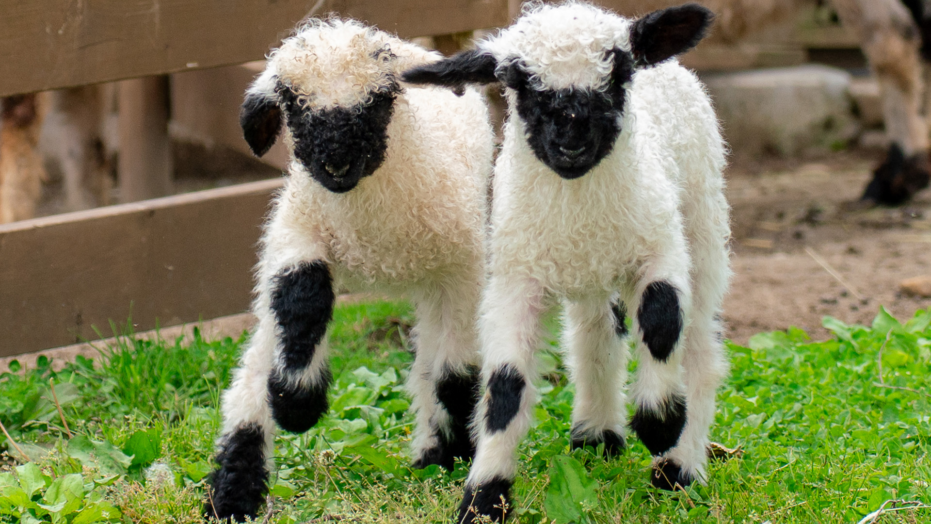 ヴァレーブラックノーズシープ1