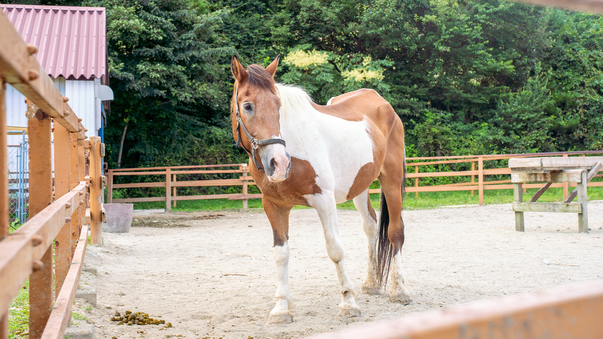 ホースコーナー1