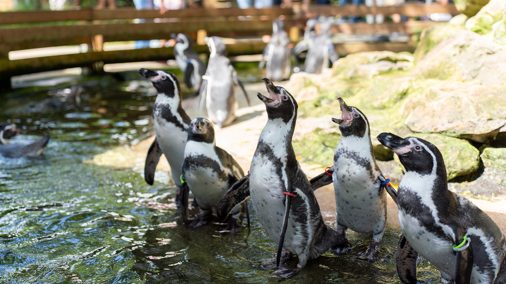 フンボルトペンギン1