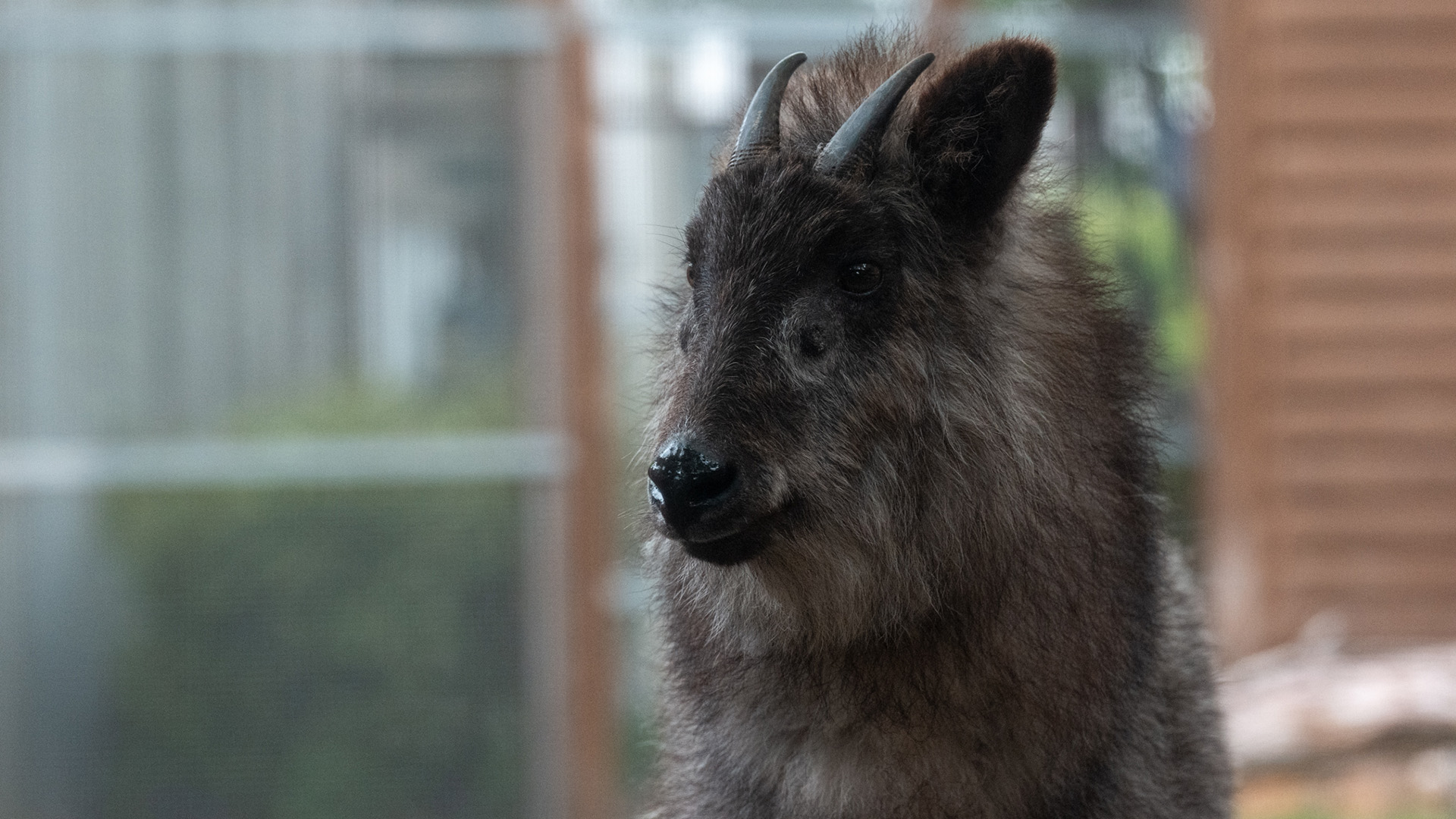 ニホンカモシカ1