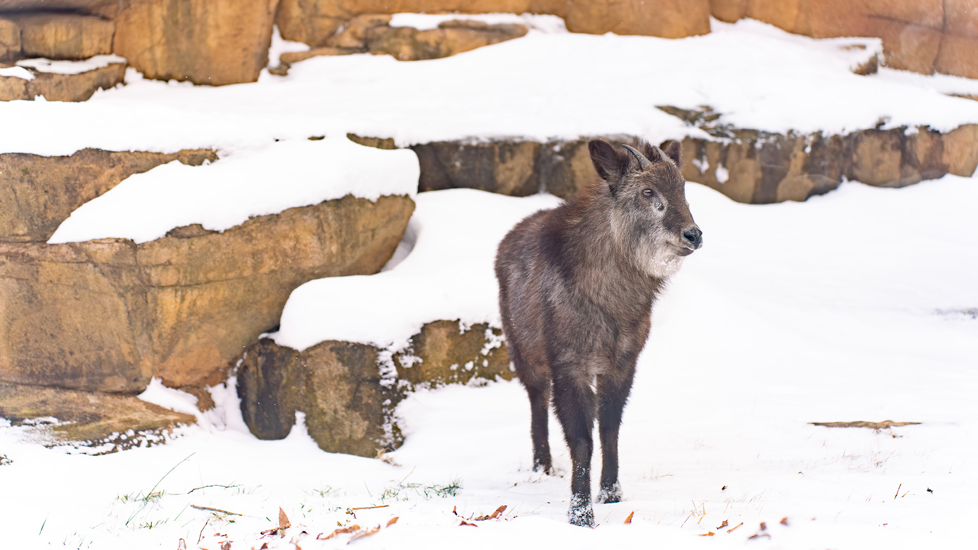 ニホンカモシカ2