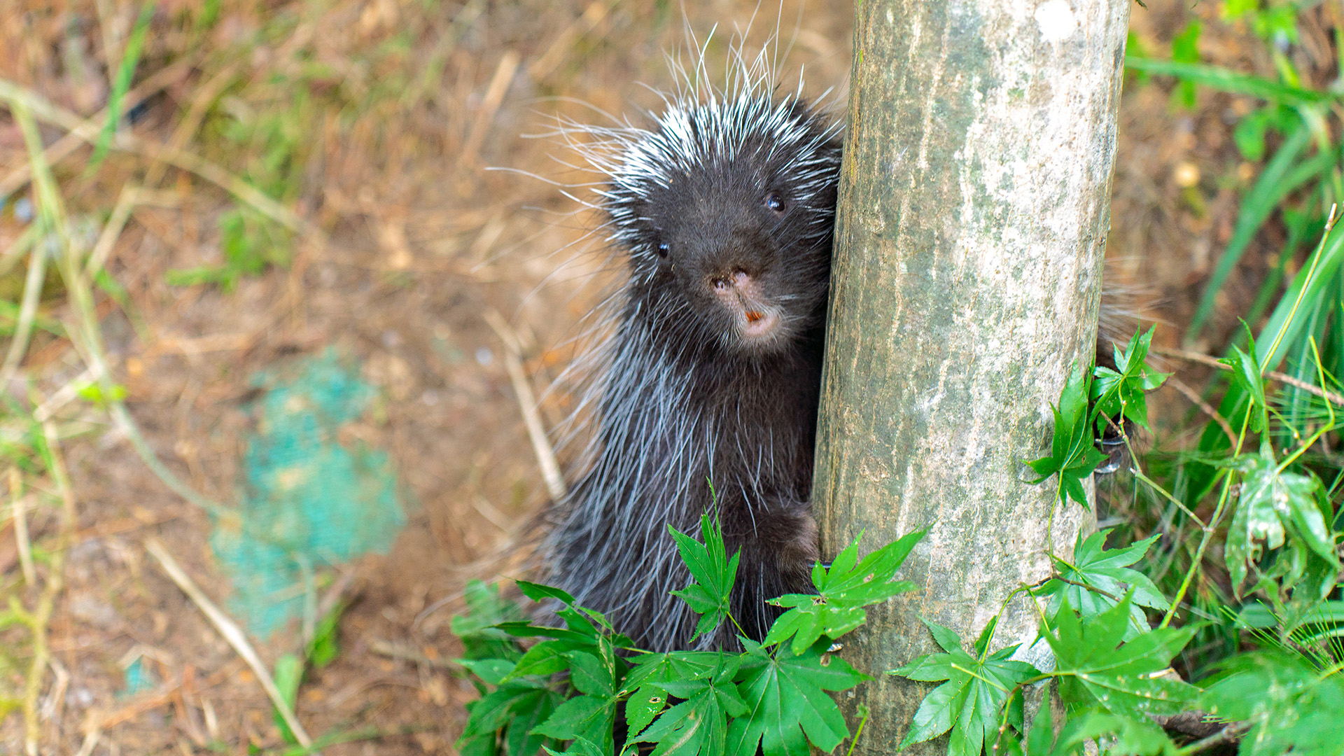 ビーバースワンプ2