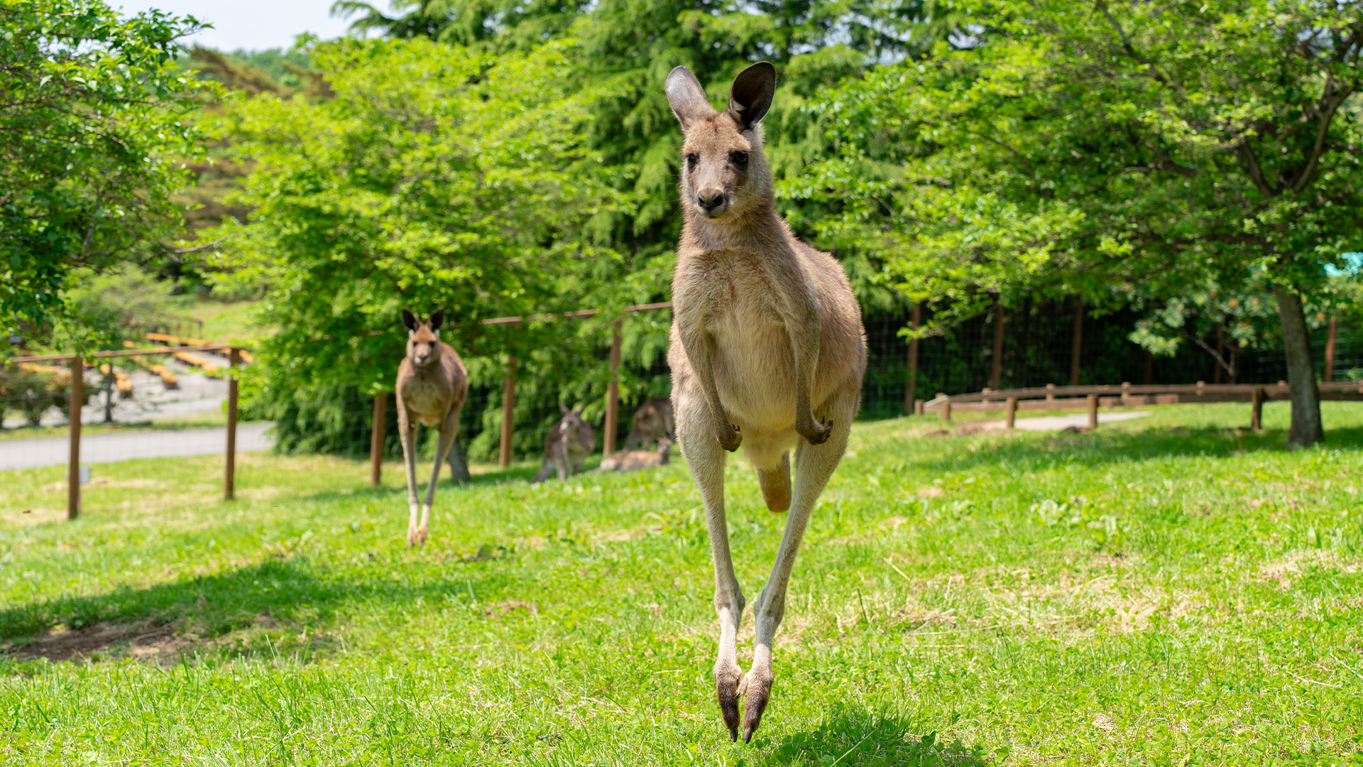 カンガルーファーム1