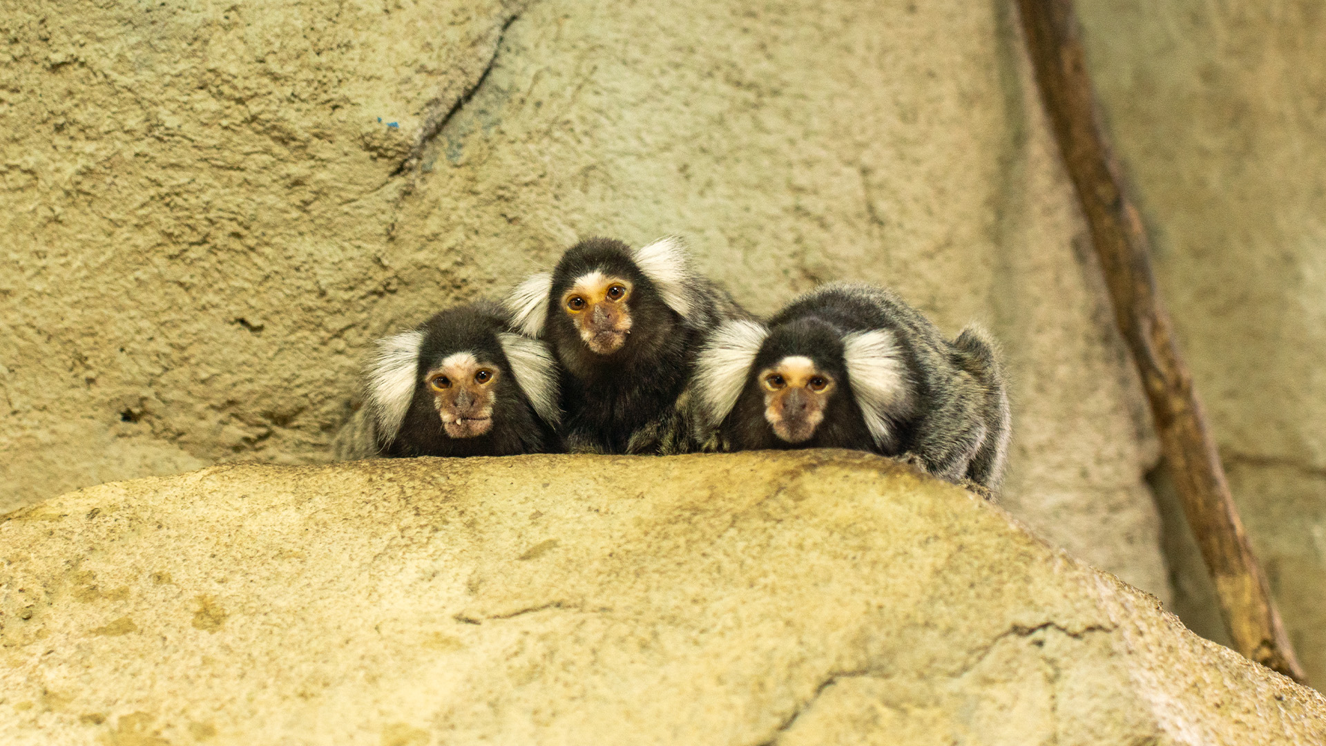 コモンマーモセット1