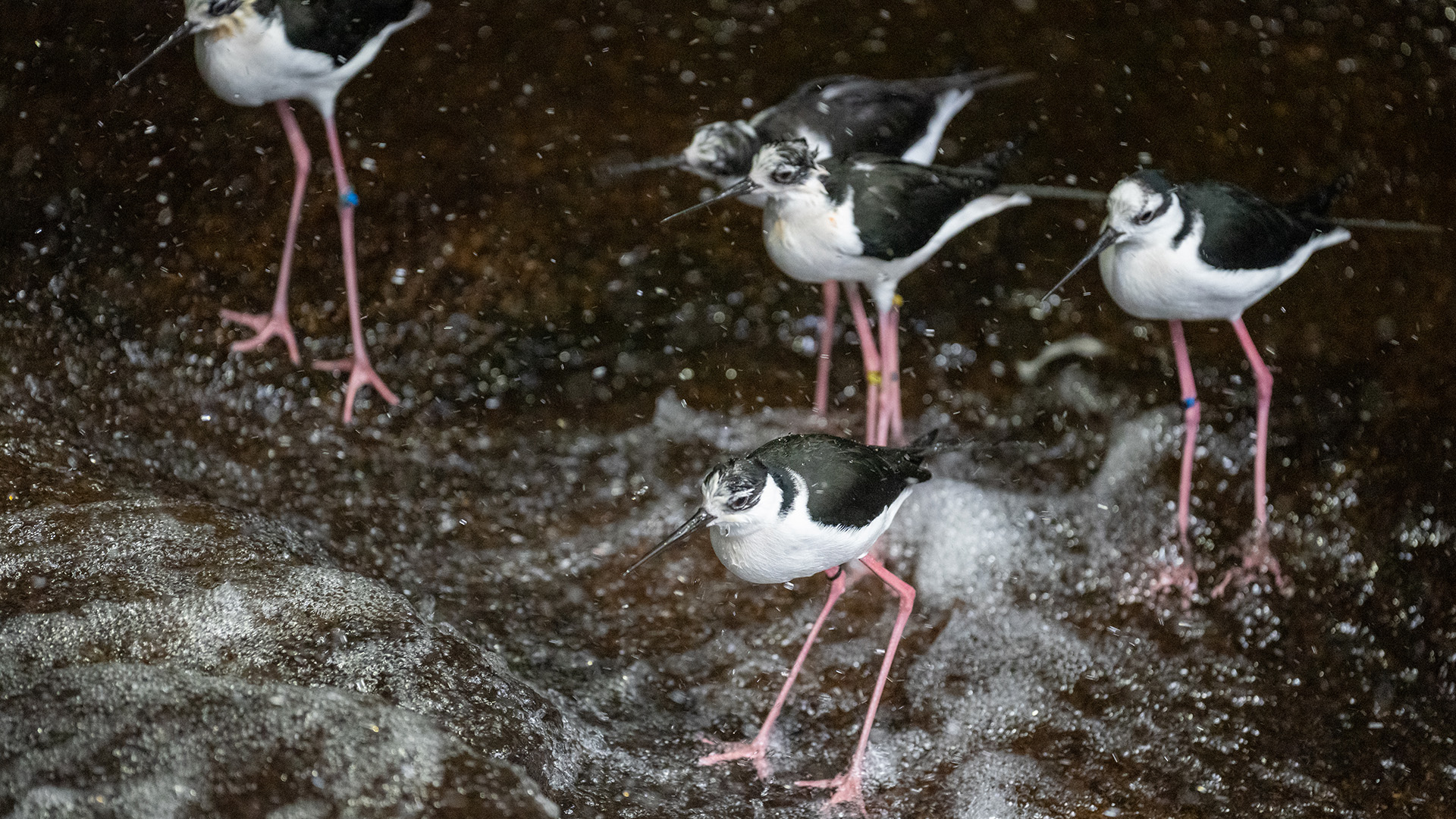 クロエリセイタカシギ1