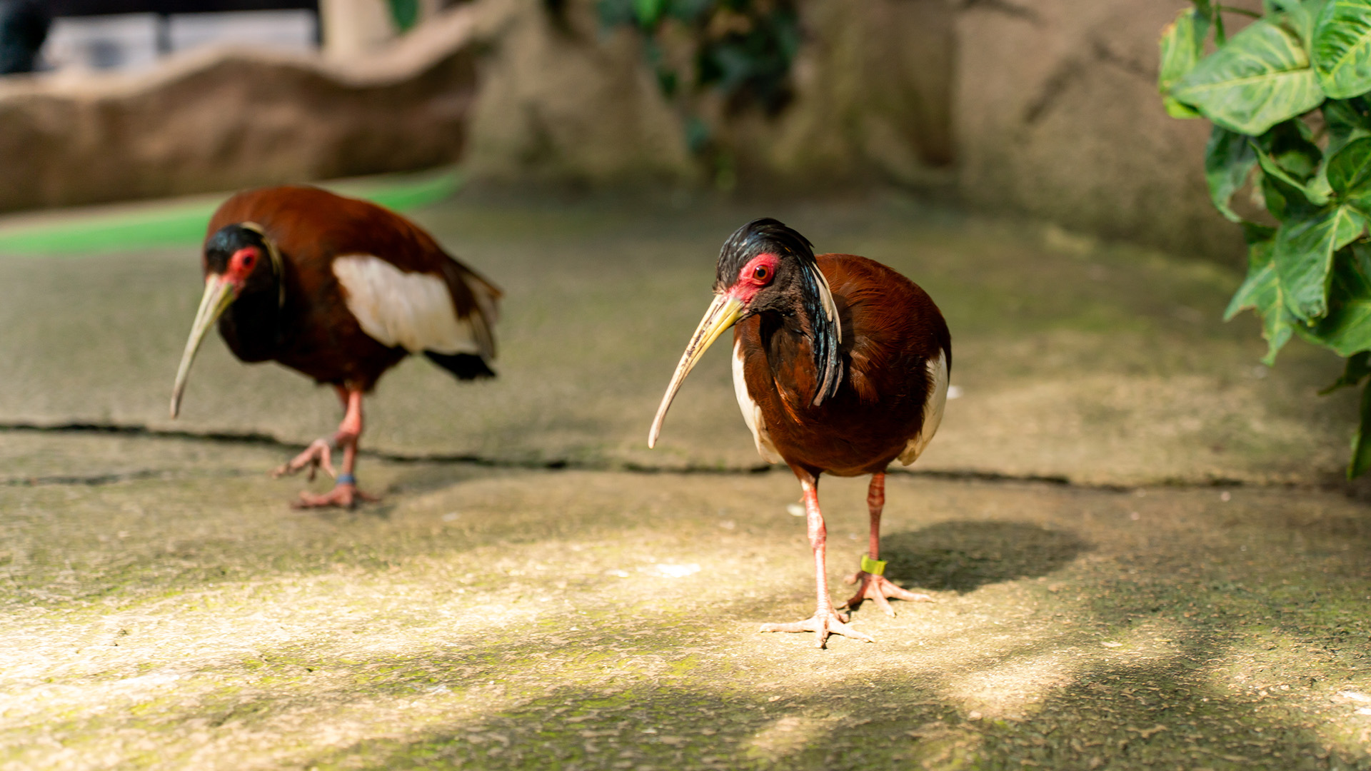 マダガスカルトキ1