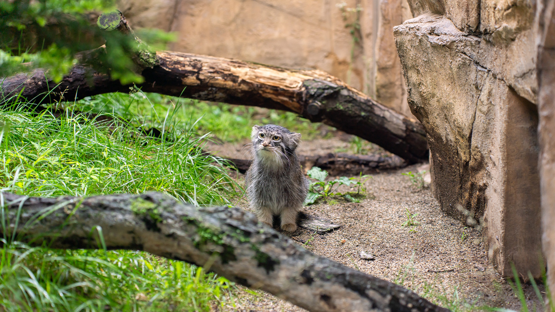 マヌル・アマルハン1