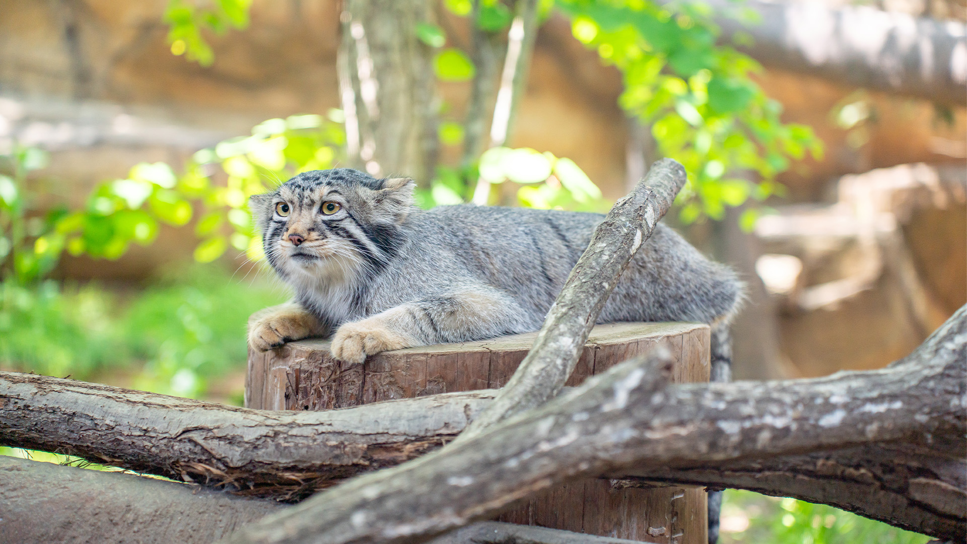 マヌル・アマルハン2