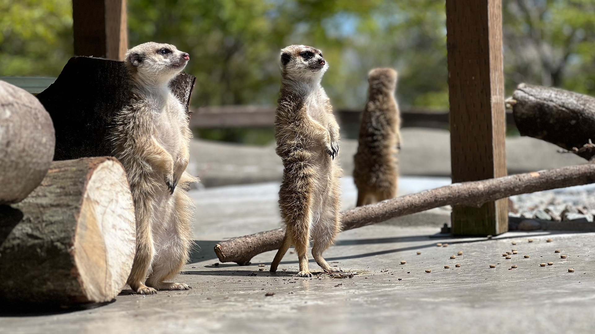 ミーアキャット1