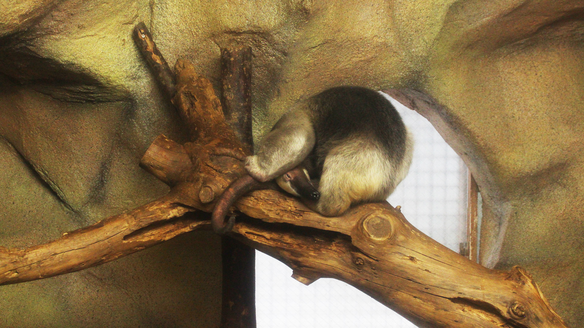 ミナミコアリクイ1