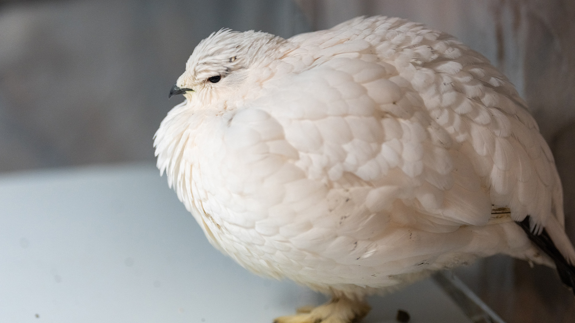 ニホンライチョウ1