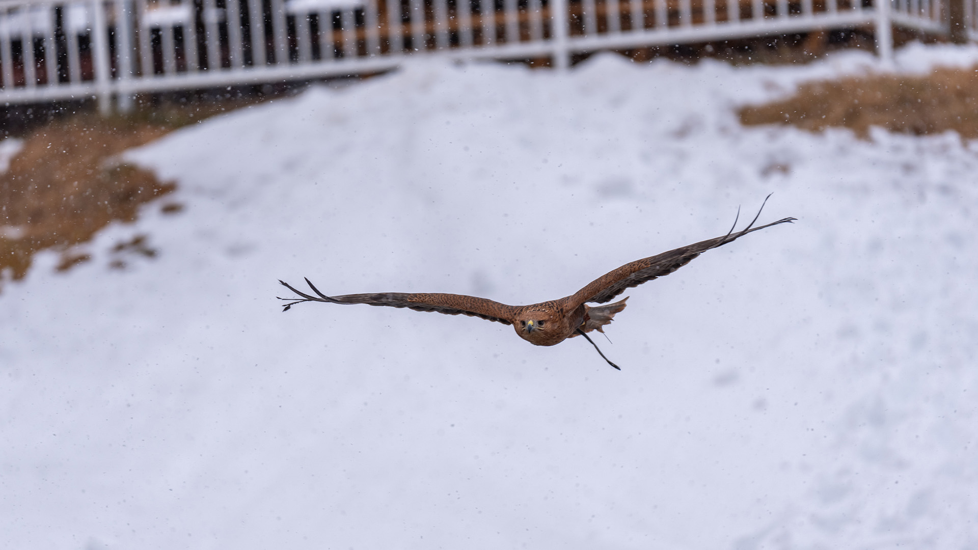 ニシオオノスリ1