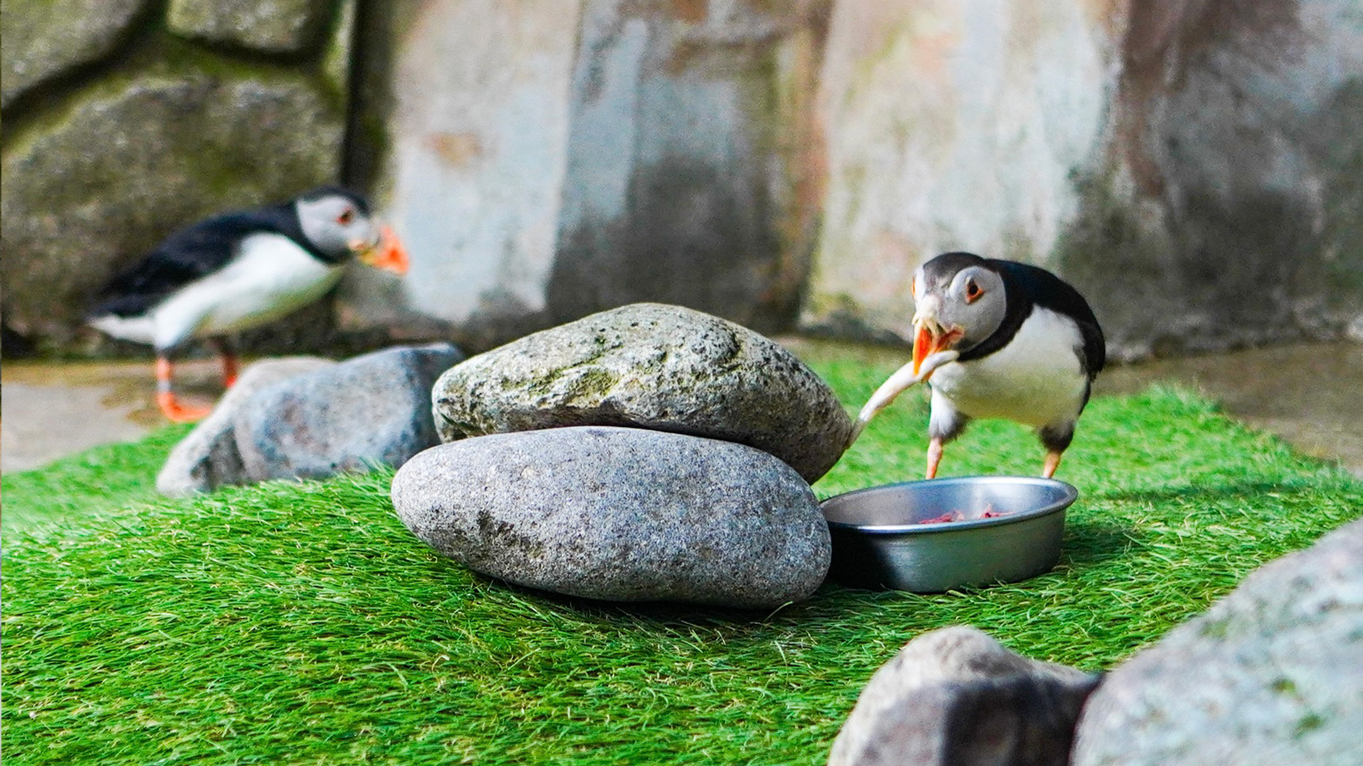 ペンギンビレッジ4