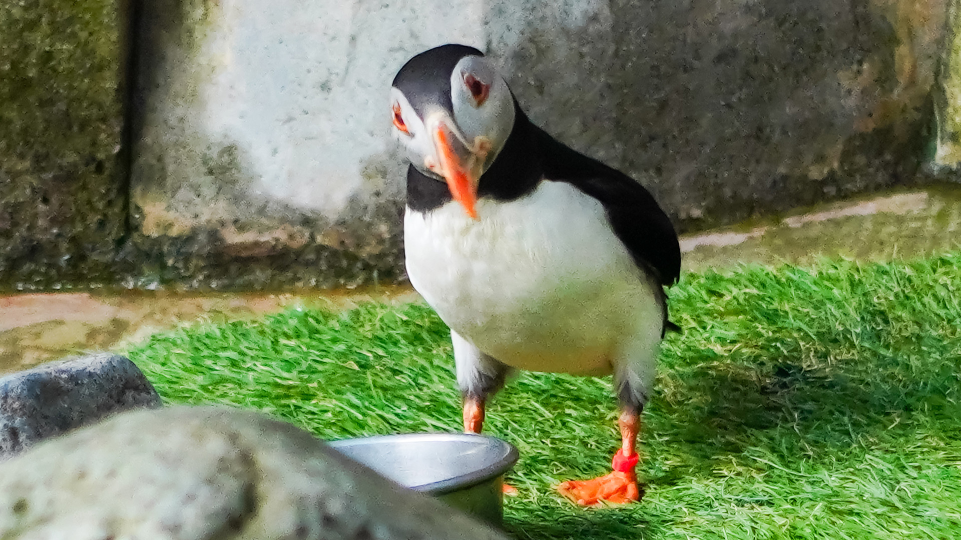 ニシツノメドリ（パフィン）1