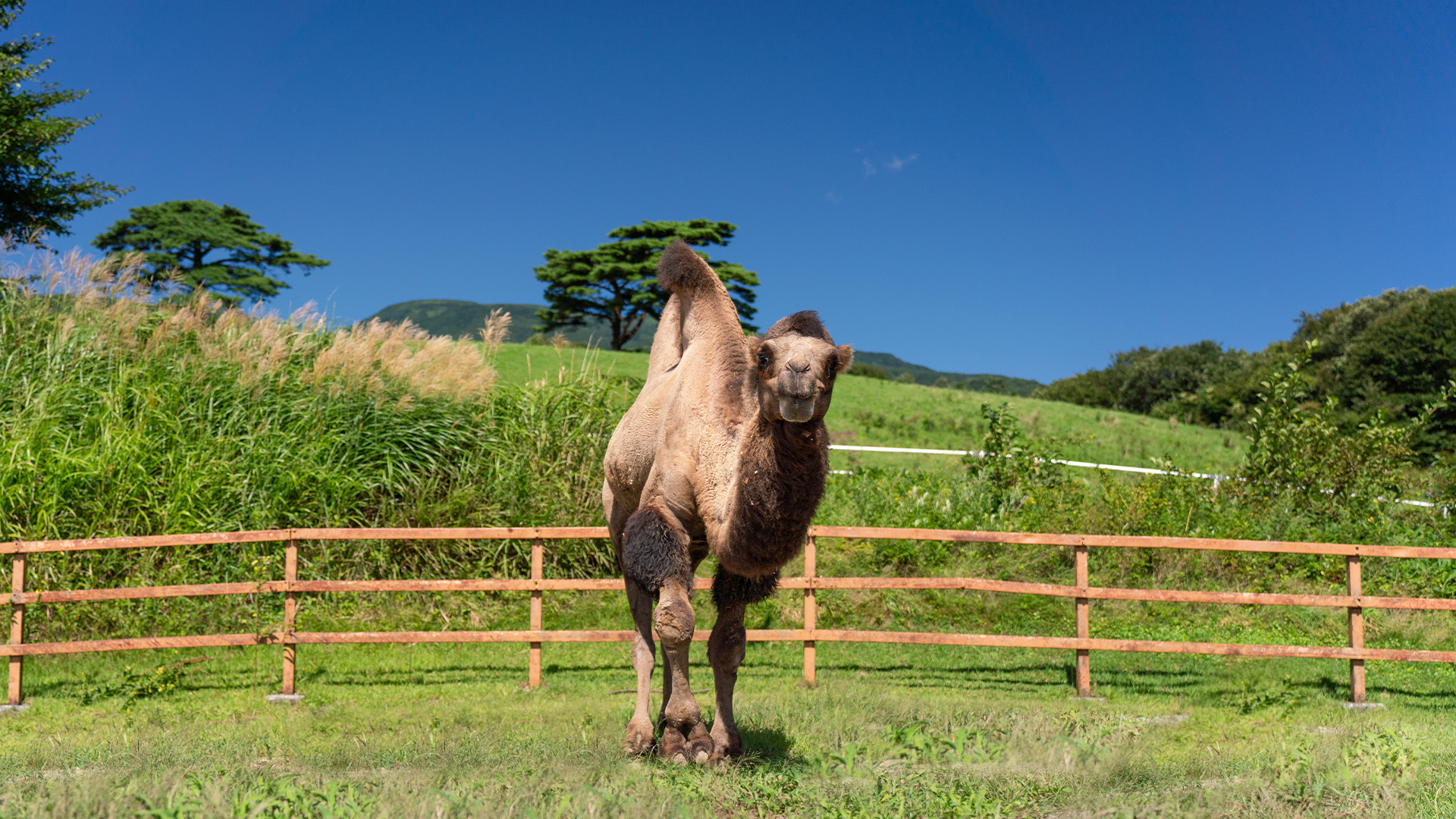 フタコブラクダ1