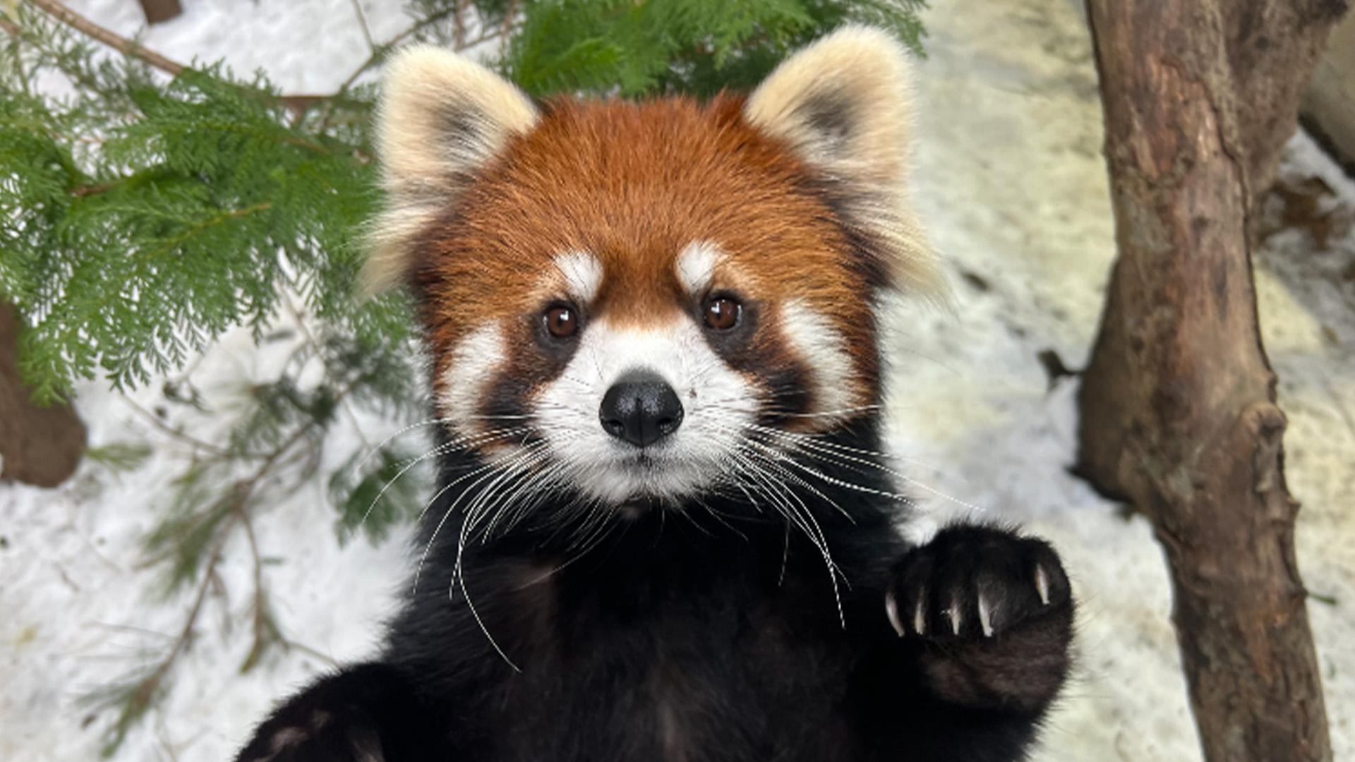 シセンレッサーパンダ1