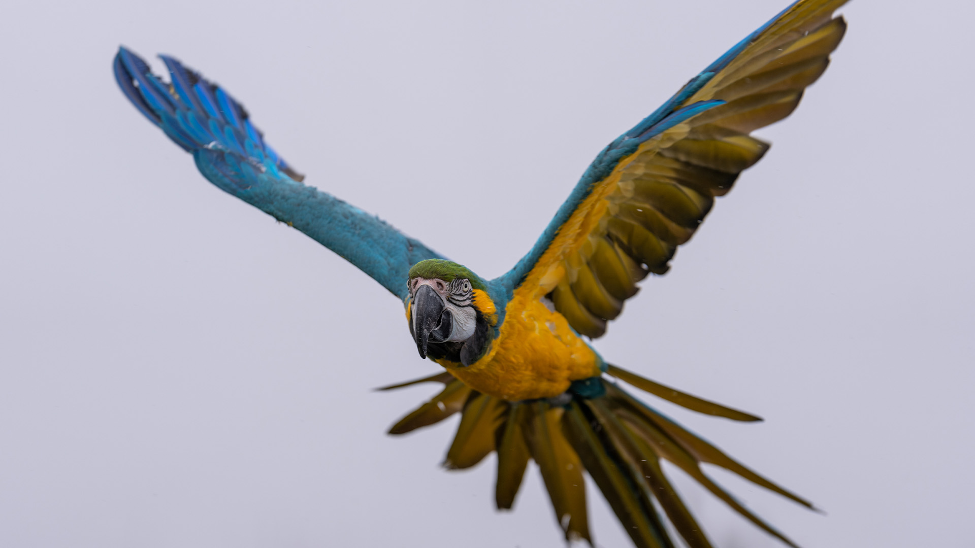 ルリコンゴウインコ1