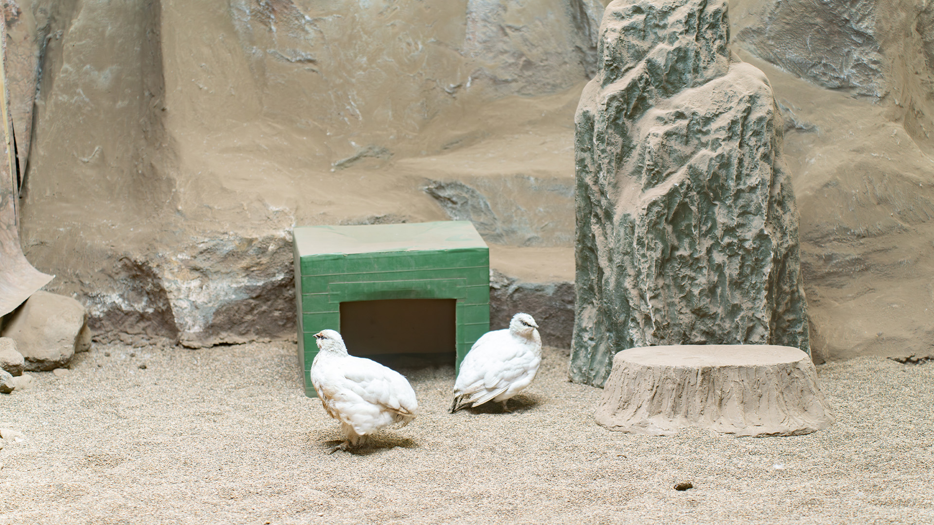 スバールバルライチョウ1