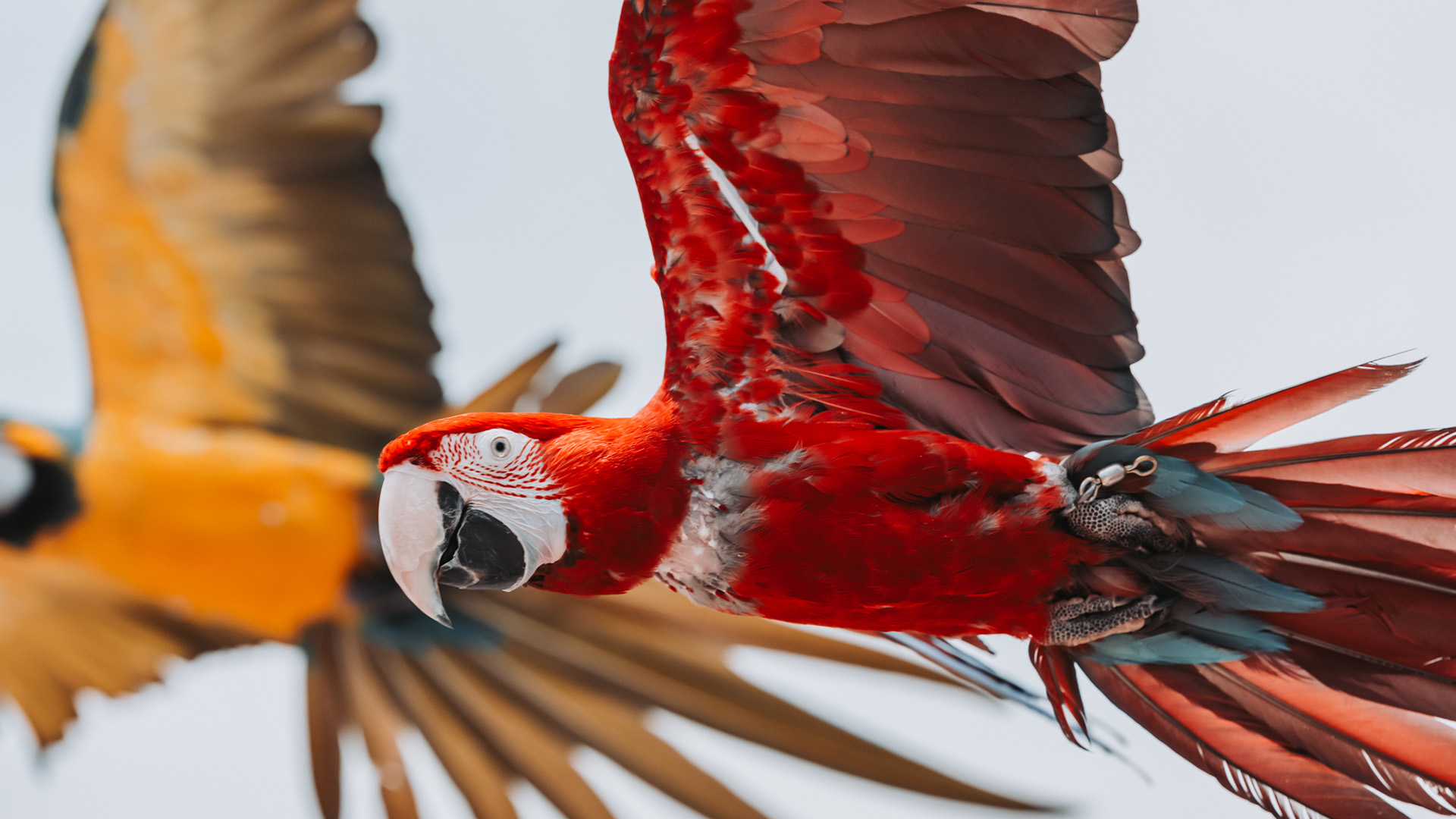 ベニコンゴウインコ1