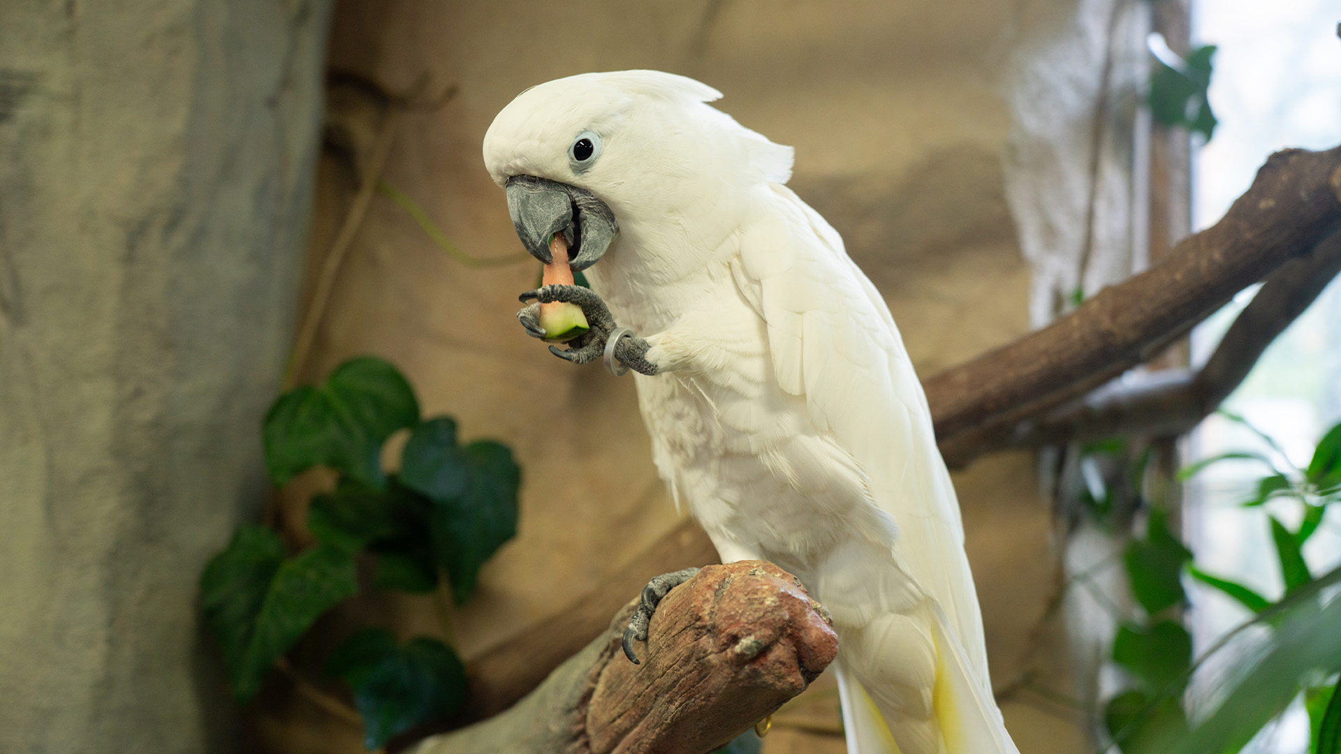 タイハクオウム1