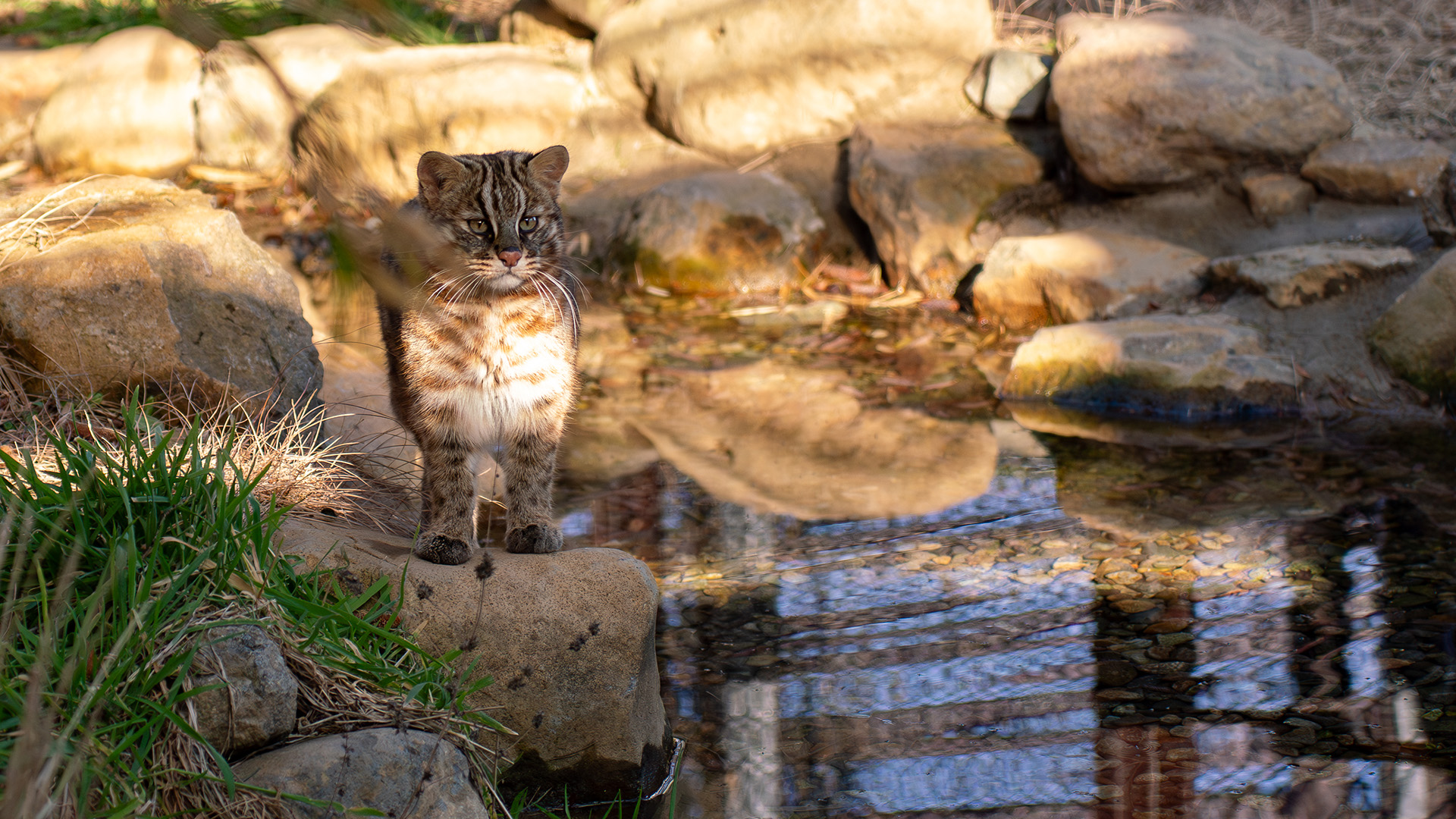 ツシマヤマネコ1