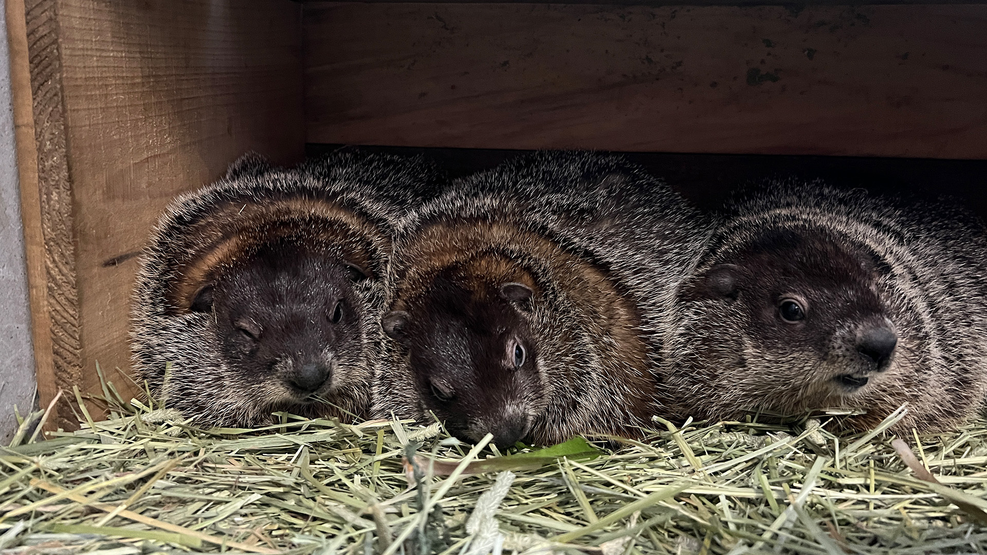 ウッドチャック1