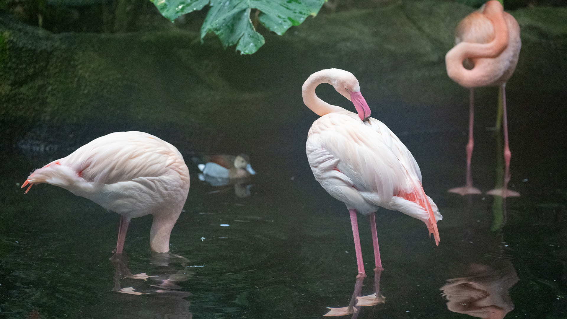 ヨーロッパフラミンゴ1