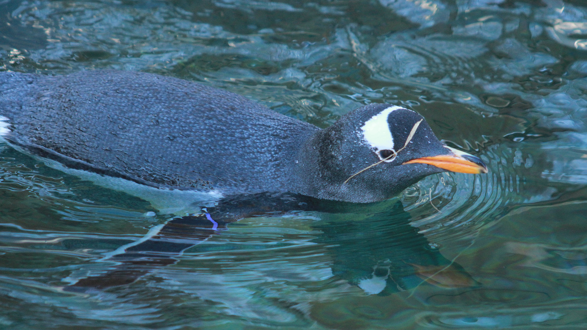 ジェンツーペンギン1