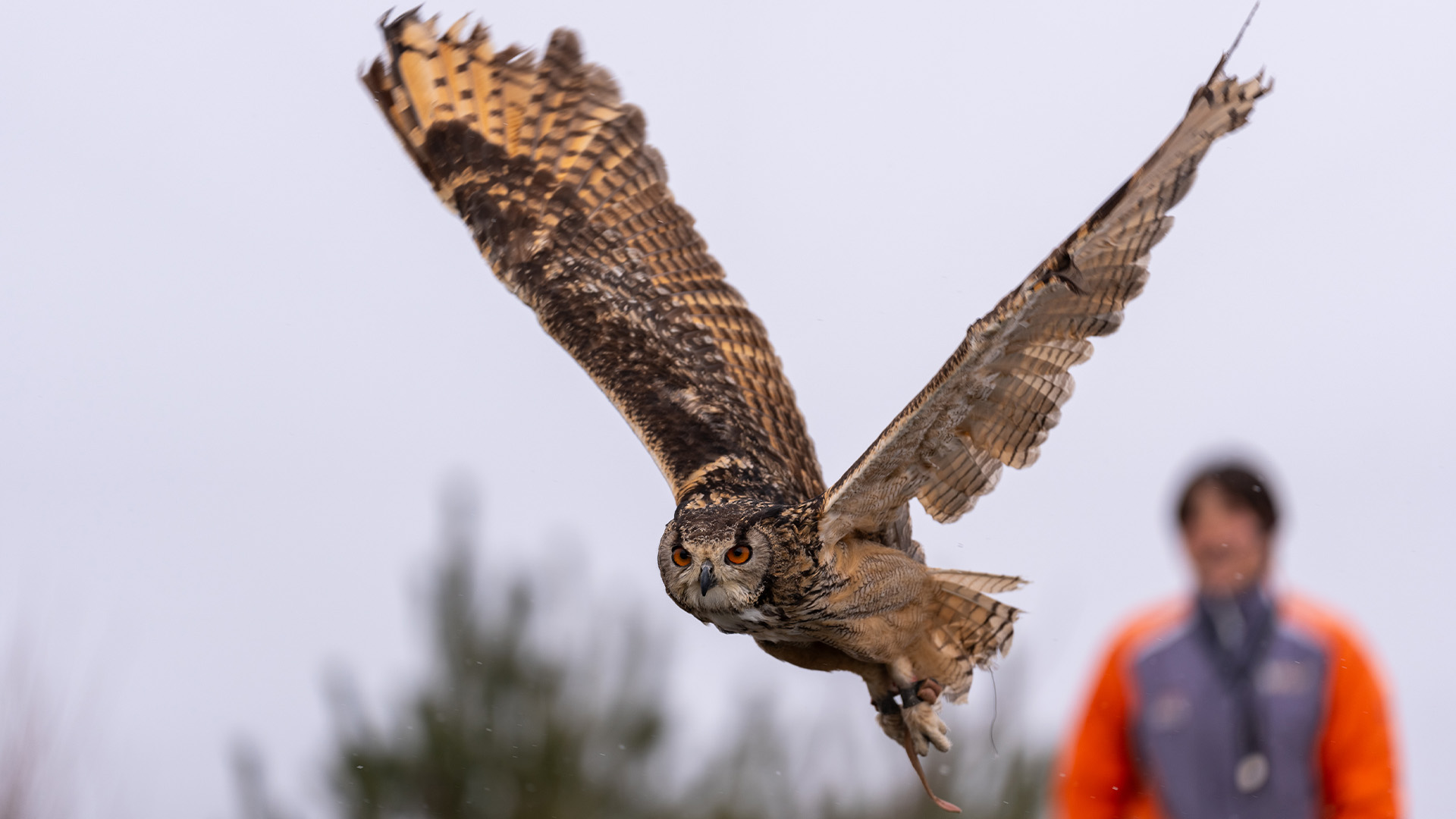 ベンガルワシミミズク1