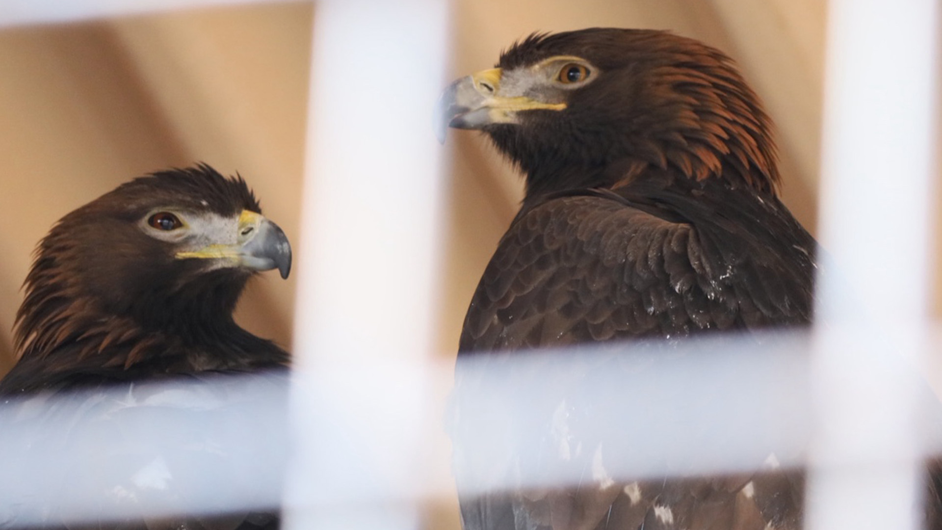 ニホンイヌワシ1