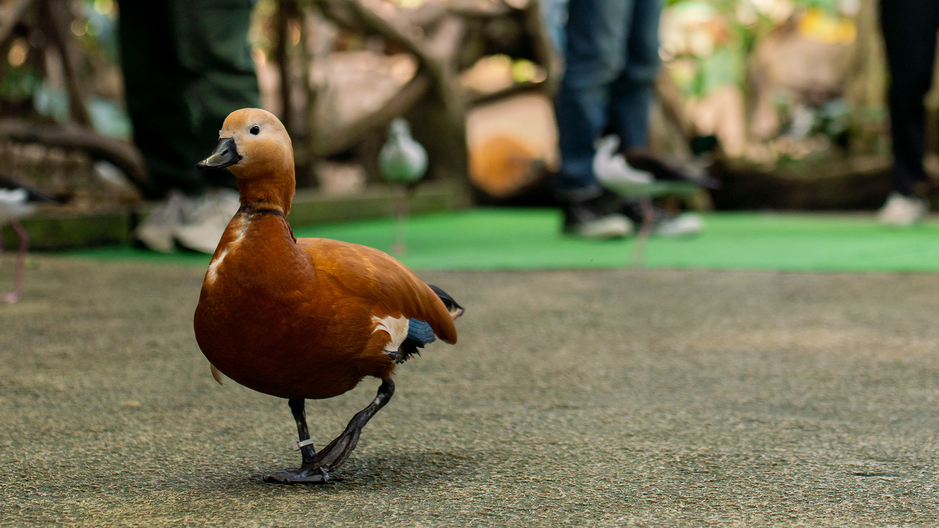 アカツクシガモ1