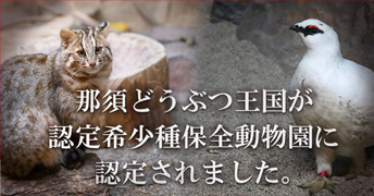 那須どうぶつ王国が希少種保全動植物園に認定されました